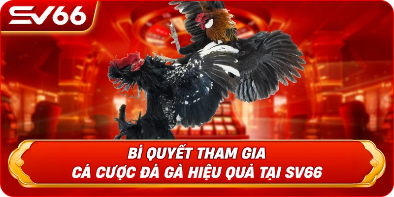 Bí Quyết Tham Gia Cá Cược Đá Gà Hiệu Quả Tại SV66